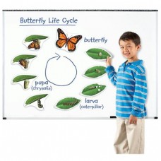Olympia Sports 16924 Giant Magnetic Butterfly Life Cycles   